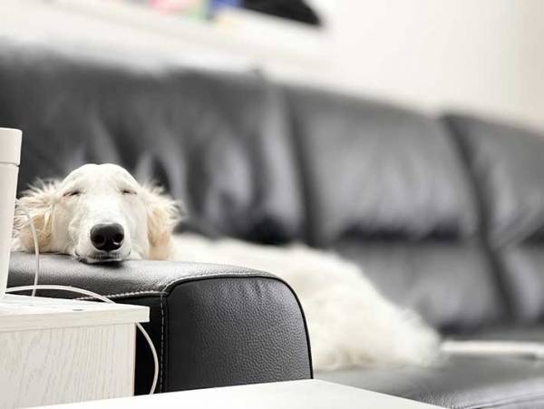 「美女だな」「気品にあふれてる」　狩猟犬ボルゾイと赤ちゃんのコンビにキュン！