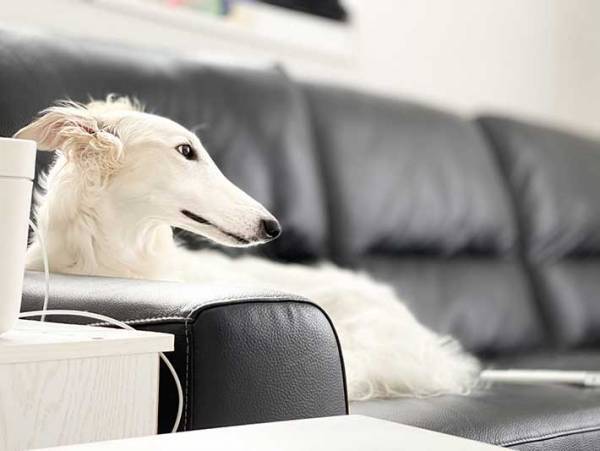 「美女だな」「気品にあふれてる」　狩猟犬ボルゾイと赤ちゃんのコンビにキュン！