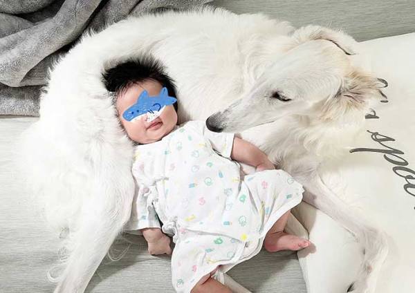 「美女だな」「気品にあふれてる」　狩猟犬ボルゾイと赤ちゃんのコンビにキュン！