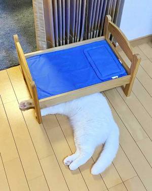 「思てたんと違う」　飼い主が愛猫のためにベッドを購入したらこうなった