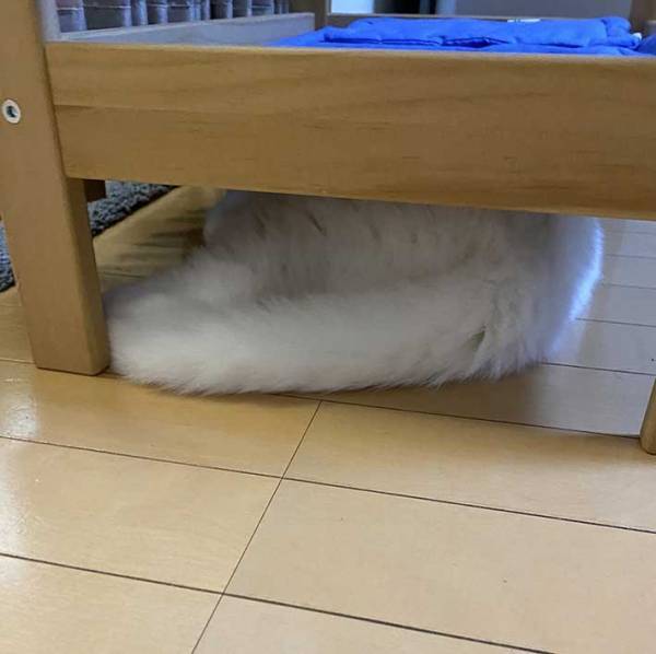 「思てたんと違う」　飼い主が愛猫のためにベッドを購入したらこうなった