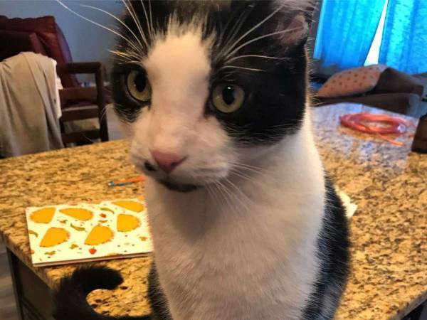 毎日家にいる愛猫がなぜか『迷い猫』のページに？　理由に大笑い！