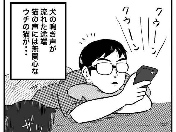 実家の犬が恋しくて、動画を見ていた男性　そばにいる猫の『表情』に吹き出す