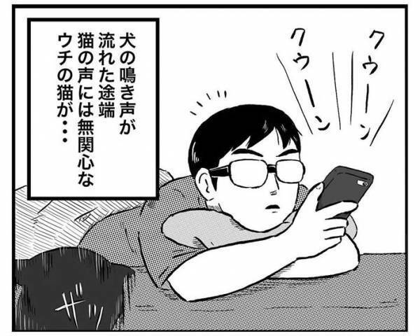 実家の犬が恋しくて、動画を見ていた男性　そばにいる猫の『表情』に吹き出す