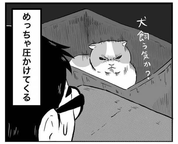 実家の犬が恋しくて、動画を見ていた男性　そばにいる猫の『表情』に吹き出す