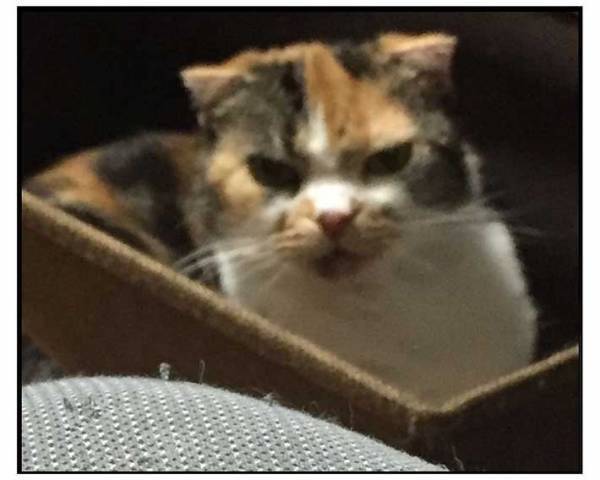 実家の犬が恋しくて、動画を見ていた男性　そばにいる猫の『表情』に吹き出す