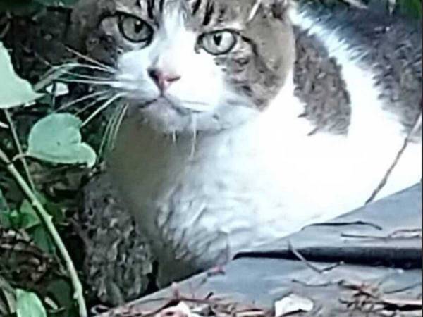 熱海での土石流で行方が分からなくなっていた猫　１５日目に発見された場所に「よく頑張った！」