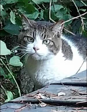 熱海での土石流で行方が分からなくなっていた猫　１５日目に発見された場所に「よく頑張った！」