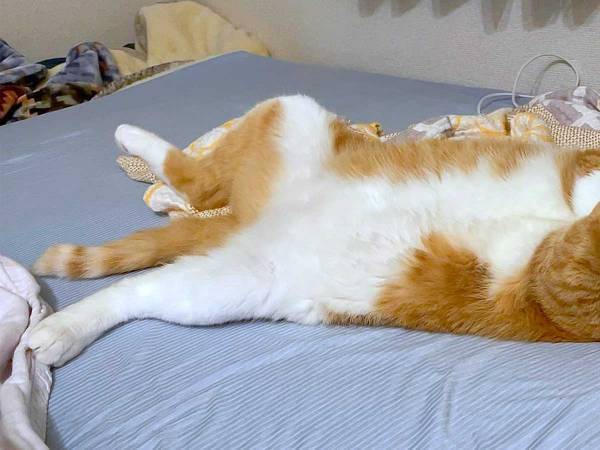 「笑いをこらえるのが大変」　飼い主の隣で眠る猫、その独特な寝相とは？