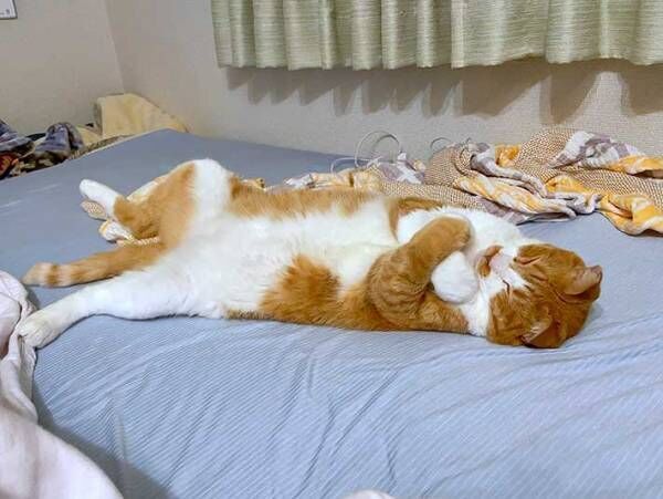 「笑いをこらえるのが大変」　飼い主の隣で眠る猫、その独特な寝相とは？