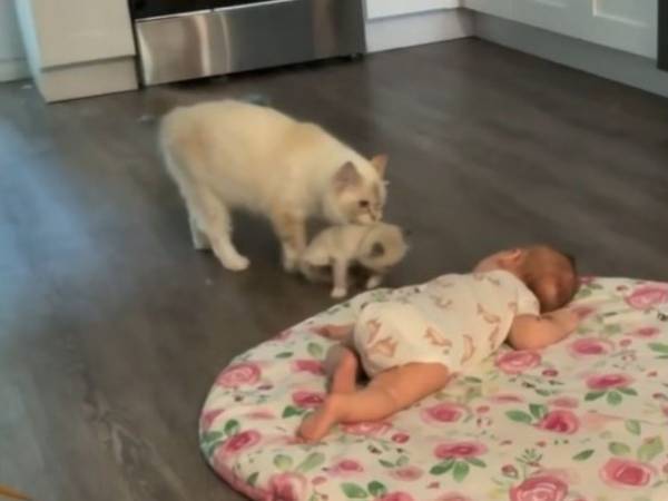 昼寝中の赤ちゃん　すると母猫が子猫をくわえてやってきて？ 　「かわいすぎる」