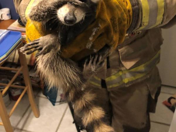 民家に侵入した『不審者』　捕まった直後の写真に大笑い　「恥ずかしがってる」