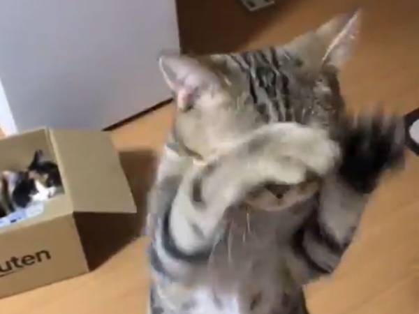 焦らされ続けた猫　見せた『リアクション』に１０万人が笑撃を受けた