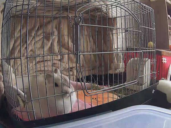 飼い主がいない間、ウサギが…　まさかの行動に吹き出す人が続出！