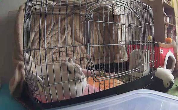 飼い主がいない間、ウサギが…　まさかの行動に吹き出す人が続出！