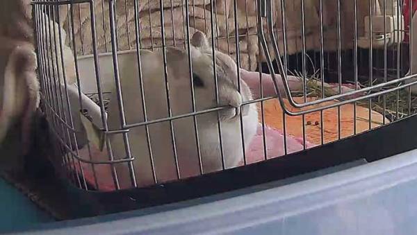 飼い主がいない間、ウサギが…　まさかの行動に吹き出す人が続出！