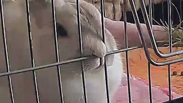飼い主がいない間、ウサギが…　まさかの行動に吹き出す人が続出！