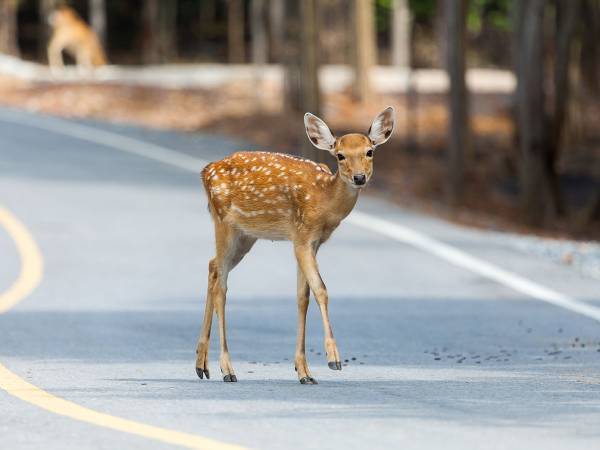 人の視線に気付き、動きを止めたシカ　直後にとった行動に腹筋崩壊