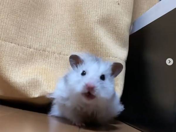 「あ、バレた？」証拠を激写された、散歩後のハムスターの動画はコチラ