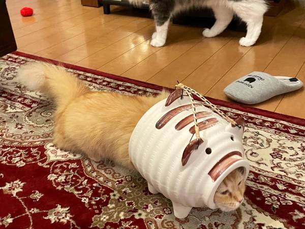 『蚊取りアーマー』を装備した猫　シュールな光景に「強そう」「笑った」