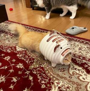 『蚊取りアーマー』を装備した猫　シュールな光景に「強そう」「笑った」