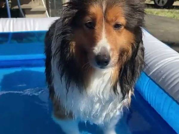 「２０回以上は見てる」「大笑いした」　プールで無になる犬が話題に