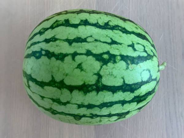 もう面倒くさいとはいわせない　種が取りやすいスイカの切り方