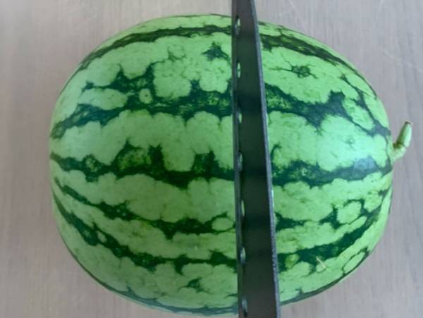 もう面倒くさいとはいわせない　種が取りやすいスイカの切り方