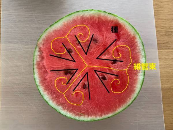 もう面倒くさいとはいわせない　種が取りやすいスイカの切り方