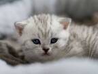 シベリアンハスキーに育てられた子猫、初めはびくびくしていたが…？
