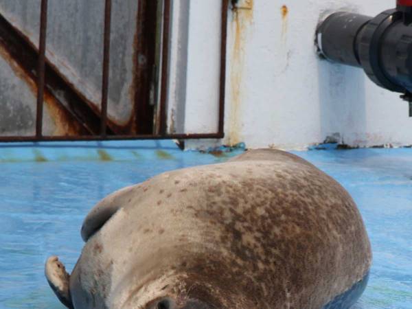 飼育員のお姉さんが大好きすぎて？　アザラシの姿に１８万人がいいね！