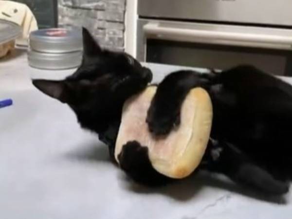 猫が抱きしめて離さない『あるもの』に爆笑！　「面白すぎる」「笑った」