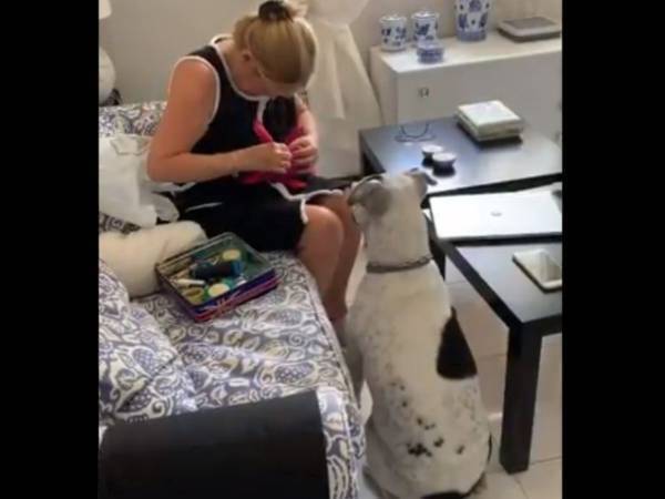 壊したおもちゃを直してもらった犬　続く展開に爆笑　「我が家でも起きた」