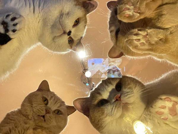 ガラステーブルを買ったら絶景が待っていた　その理由に「ここは天国か」の声