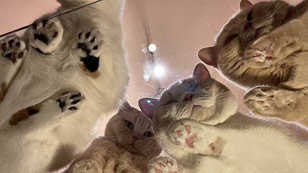 ガラステーブルを買ったら絶景が待っていた　その理由に「ここは天国か」の声