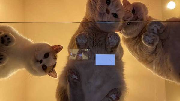 ガラステーブルを買ったら絶景が待っていた　その理由に「ここは天国か」の声