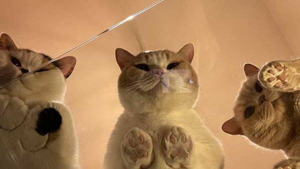 ガラステーブルを買ったら絶景が待っていた　その理由に「ここは天国か」の声