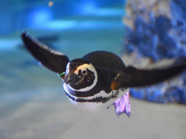 すみだ水族館Twitterが届ける『平和なニュース』に、心癒される