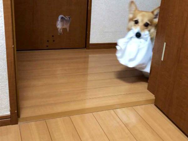 洗濯物を持ってくるように頼むと？　登場した天使に「かわいすぎる」「賢い」の声