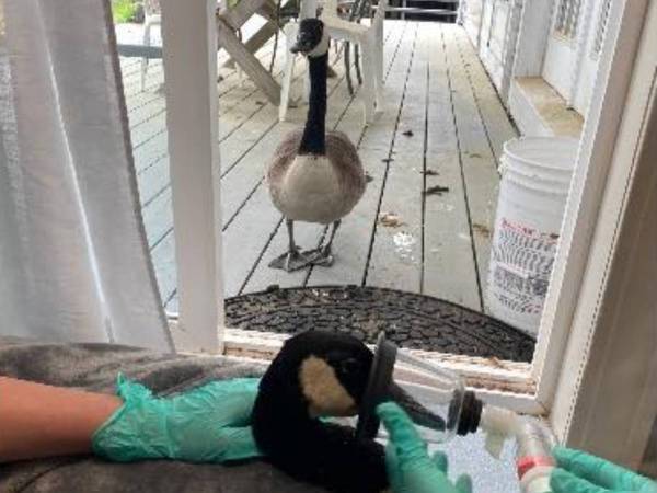 「がんばって」　ケガで入院したカナダガンのお見舞いにやってきたのは？