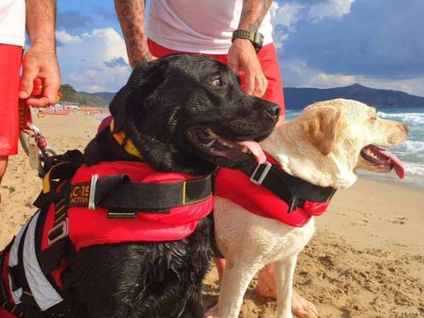 「彼らはしっぽがある天使」　海で溺れかけた少女を２匹の犬が救助する