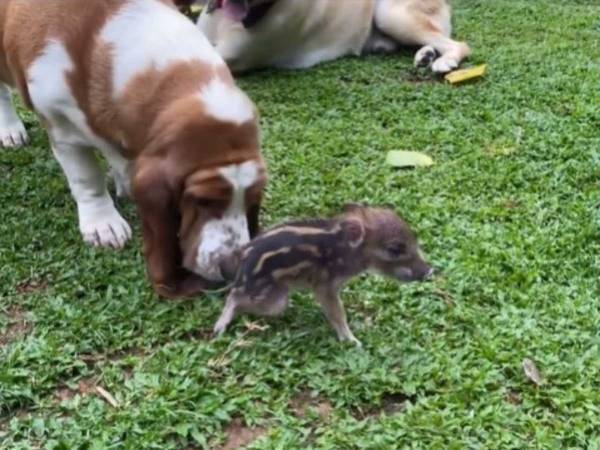 母親とはぐれたイノシシの赤ちゃん　優しい女性に助けられ、最高の家族ができた