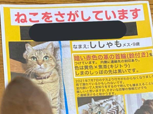 猫が脱走し、飼い主が泣きながら捜索ポスターを作ると？　まさかの展開に「今年一番泣いて笑った」