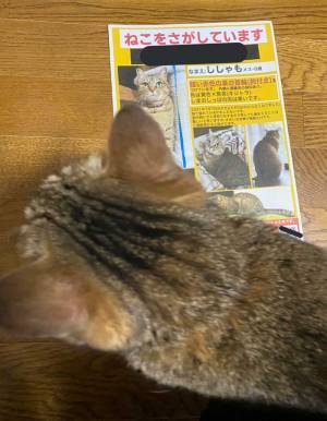 猫が脱走し、飼い主が泣きながら捜索ポスターを作ると？　まさかの展開に「今年一番泣いて笑った」