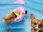 プールの中で泳いでいた犬　『浮かぶこと』に気付いたとたん…？