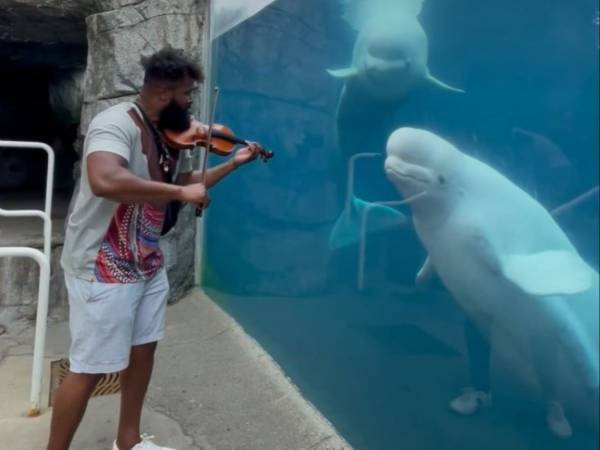 ベルーガの前でバイオリンを弾いたら？　「かわいい」「なんてクール！」