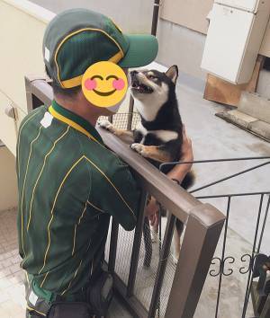 ヤマトの配達員が大好きな黒柴　喜びを隠せない姿に「最高の３枚」「なんて癒し」