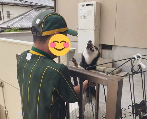 ヤマトの配達員が大好きな黒柴　喜びを隠せない姿に「最高の３枚」「なんて癒し」