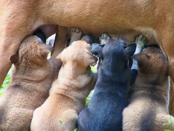 飼い主も大笑い！　子犬たちが吸い付いているのは母犬ではなく…？