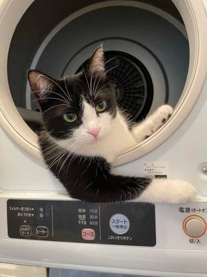 乾燥器にいた猫の姿が、イケメンすぎてじわじわくる